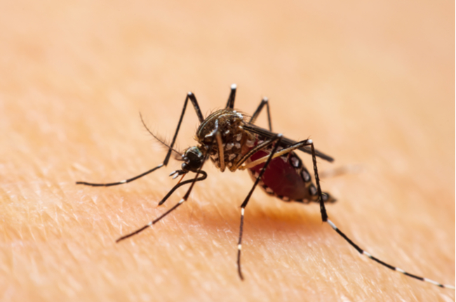 Fighting dengue while battling Covid-19