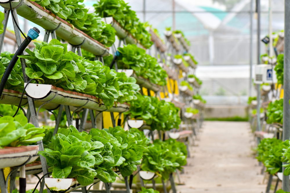 Urban Farming Series