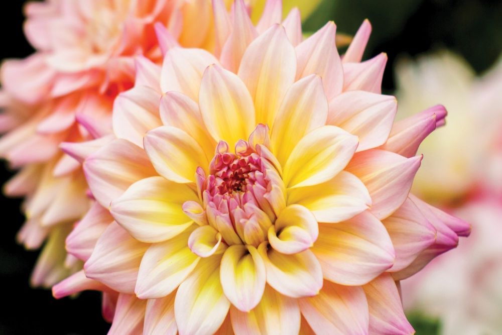 Dahlia Dreams