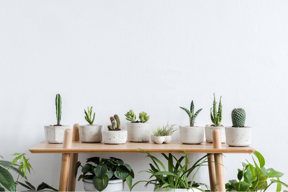 Growing Cacti and Succulents in tropical Singapore (June)