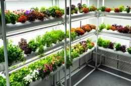 Hydroponic Gardening at Home | Time of Your Life