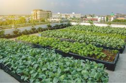 Green Tour and Urban Farming Workshop | TOYL
