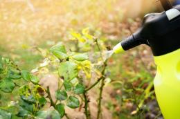 Managing Garden Pests | Time of Your Life