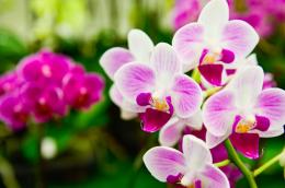 Introduction to Growing Epiphytes (Orchids)