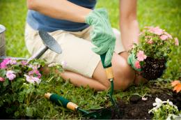 GDO Gardening Talk – Growing Platycerium, 15 Jul 2023, 9.30 am