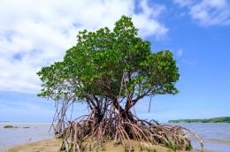 Mangrove goodies