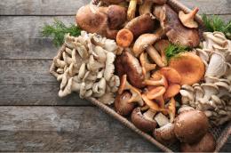 GDO Workshop - Mushroom Basics, 19 Aug 2023, 11.30 am