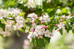 Community in Bloom