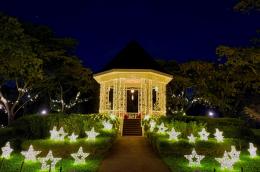 Trees of the World 2025